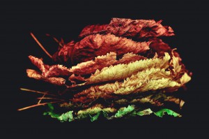 image saisons